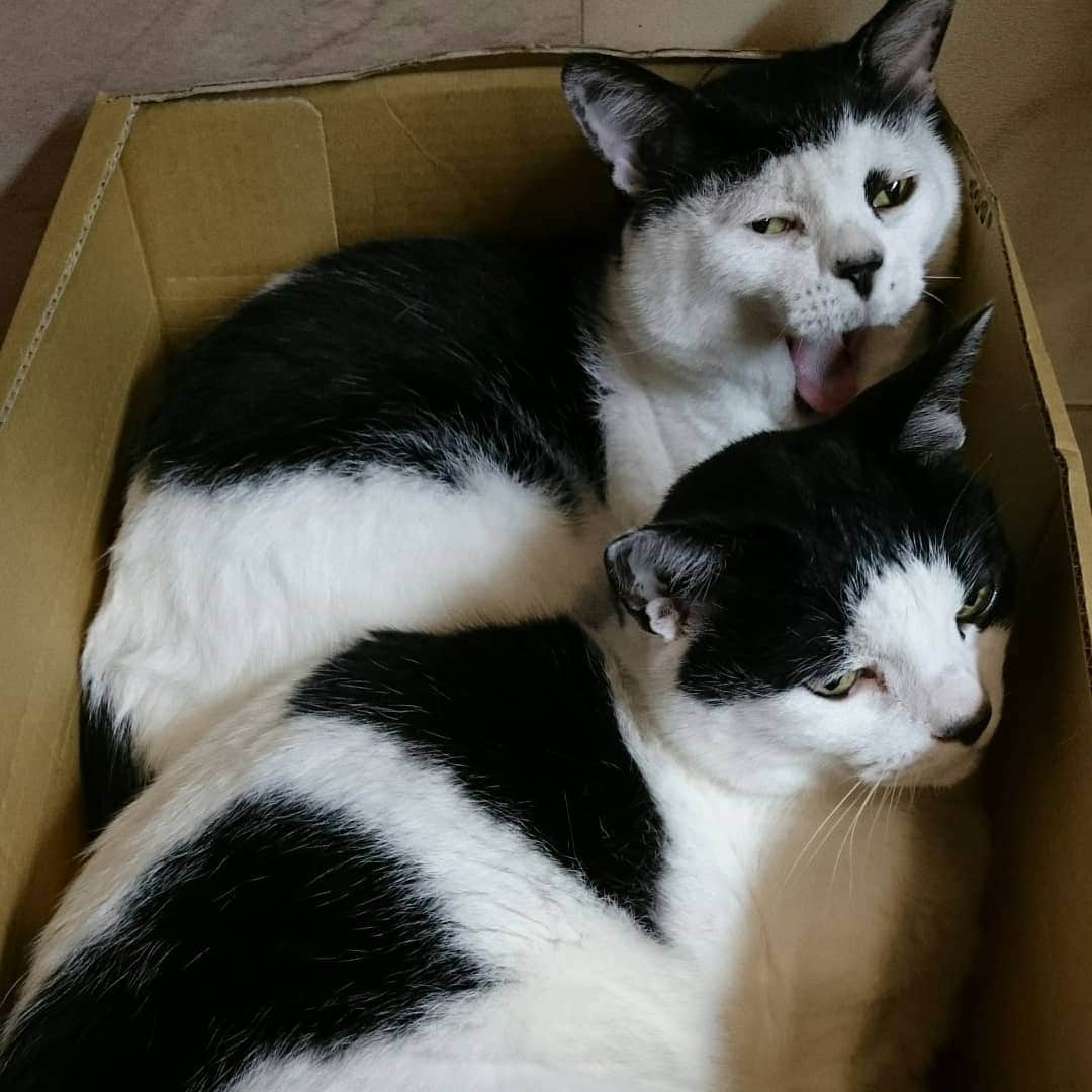 アトムとノエルさんのインスタグラム写真 - (アトムとノエルInstagram)「出荷された果物感満載のアトム師匠とノエル師匠。買ったベッドを使わず何で段ボールで寝てるんだ、君たち。。 #ねこ#猫#cat#pet」5月29日 19時06分 - atom.noel