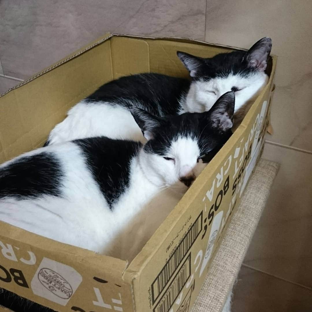 アトムとノエルさんのインスタグラム写真 - (アトムとノエルInstagram)「出荷された果物感満載のアトム師匠とノエル師匠。買ったベッドを使わず何で段ボールで寝てるんだ、君たち。。 #ねこ#猫#cat#pet」5月29日 19時06分 - atom.noel