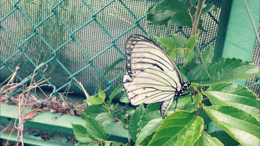野本かりあさんのインスタグラム写真 - (野本かりあInstagram)「手に持った紐に繋がった5,6匹の蝶と海の上を飛んだ夢を見たら、蝶に出会えた。 #素敵な夢」5月29日 19時22分 - karianomoto