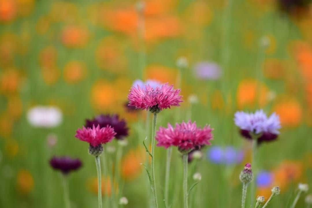 花の写真館のインスタグラム：「Photo by @kayo.photoaka.⠀ https://instagram.com/kayo.photoaka/⠀ .⠀ Original Post[投稿頂いたURL]⠀ https://www.instagram.com/p/BUHFXa-g33l/⠀ .⠀ 本アカウントは、 #私の花の写真 をつけてInstagramに投稿された皆さまの花の写真や、「花の写真館」Facebookページで投稿された花の写真を紹介します。⠀ 「花の写真館」Facebookページは、「 @floral.photograph 」のプロフィールにあるURLからご覧ください。⠀ .⠀ #花の写真館 #floralphotograph #floralphoto #flower #flowers #富士フイルム #FUJIFILM⠀ Follow: @floral.photograph」
