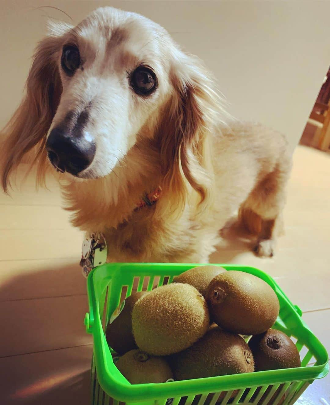 向日葵?さんのインスタグラム写真 - (向日葵?Instagram)「キウイ美味しいね🥝 まだ熟してないから りんごと一緒に放置🍎 甘くなるよ~💕 ＊ ちーくんには あげません😆 ＊ #犬#ダックス#ダックスフンド#ミニチュアダックス#dachs#いぬぐみ📛#pecoいぬ部#シニア犬 #よく寝るシニア犬#わんぱく部#サンデイ#todayswanko #east_dog_japan #ボンボンハイスクール#キウイ#ゼスプリ」5月29日 19時37分 - hinata.miyuki