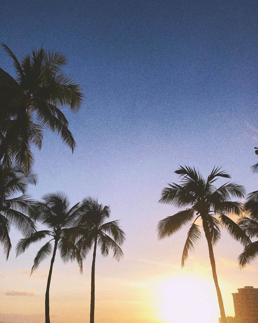 秦まり子さんのインスタグラム写真 - (秦まり子Instagram)「🏝💙 #hawaii#sunset#palmtrees」5月29日 19時49分 - marikohata_