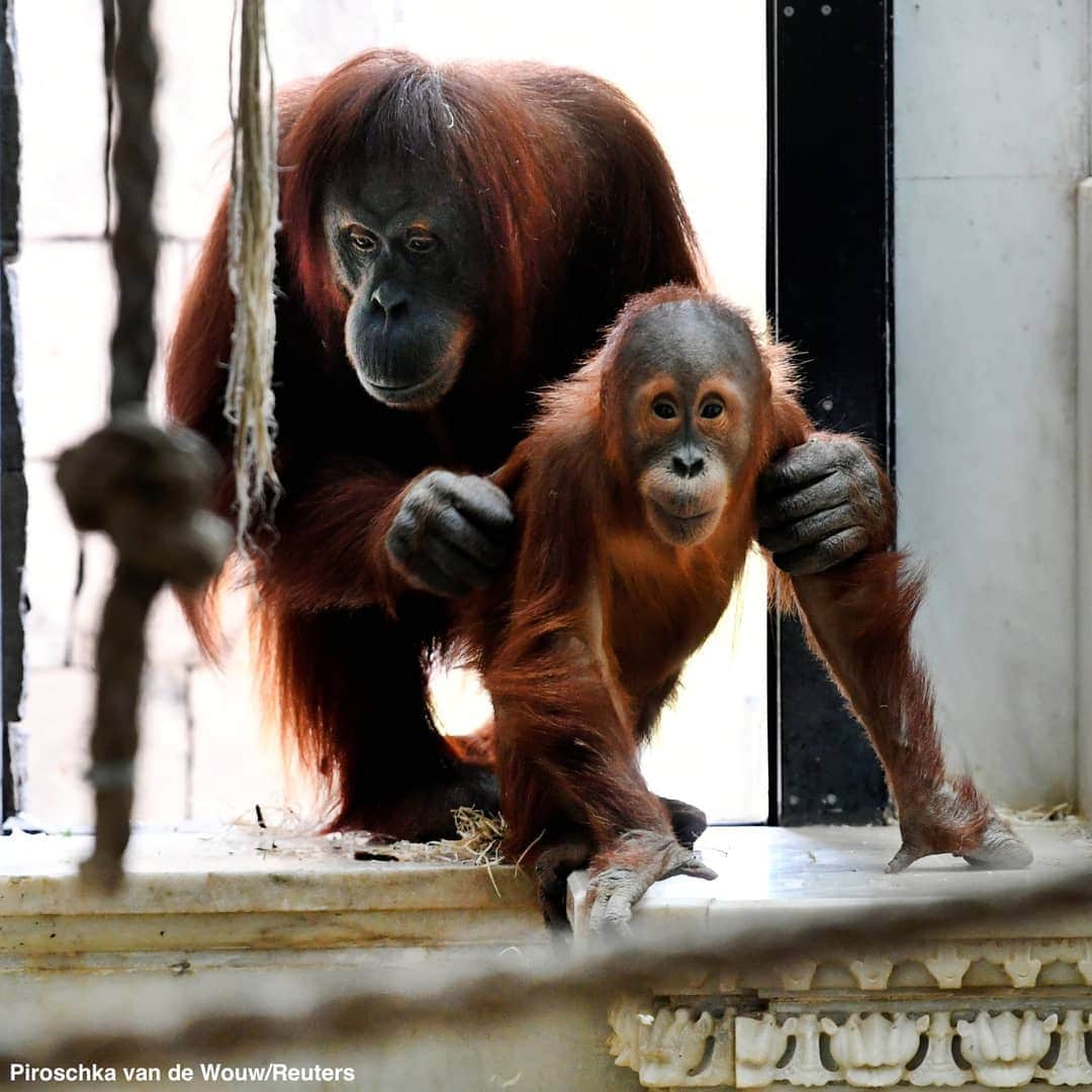 ABC Newsさんのインスタグラム写真 - (ABC NewsInstagram)「HANGING OUT: A newborn orangutan and his mother goof around at a wildlife park in Belgium. #cuteanimals #orangutan #zoo #wildlife」5月30日 5時34分 - abcnews