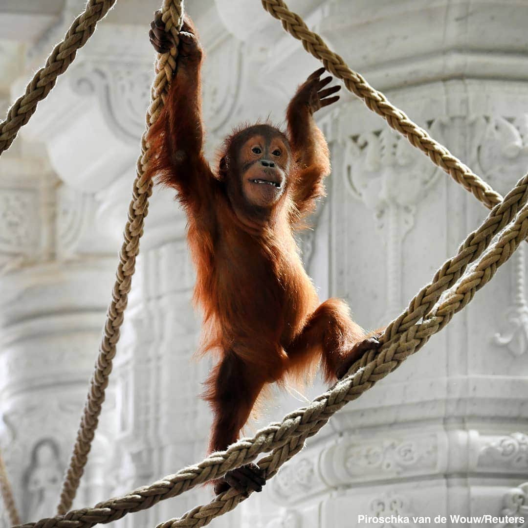 ABC Newsさんのインスタグラム写真 - (ABC NewsInstagram)「HANGING OUT: A newborn orangutan and his mother goof around at a wildlife park in Belgium. #cuteanimals #orangutan #zoo #wildlife」5月30日 5時34分 - abcnews