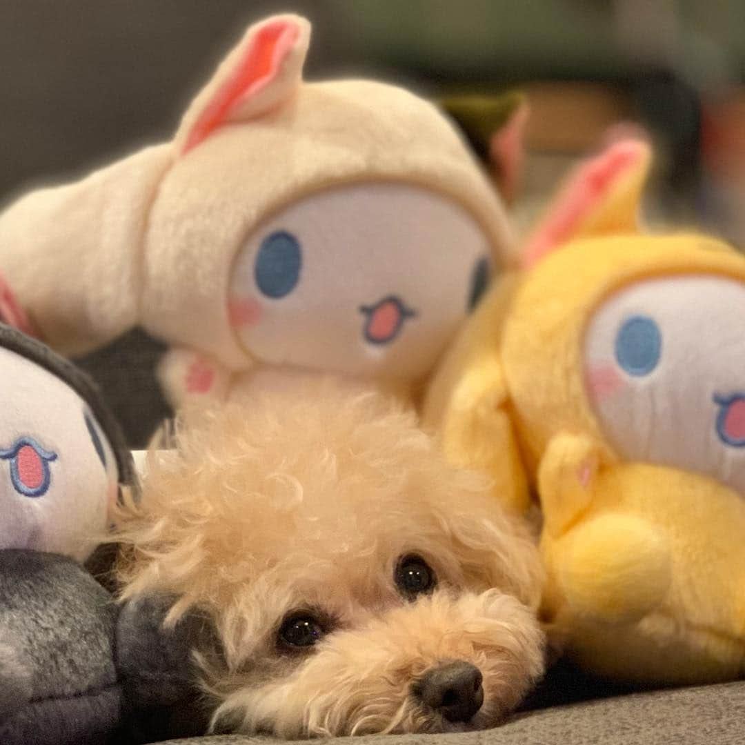 Maruさんのインスタグラム写真 - (MaruInstagram)「ᵃⁿᵈ roly-poly, cute&bouncy, floppy&flouncy, fulla fun! ᵃⁿᵈ warm heart, wagging tail, and a smile just for you! ᵃⁿᵈ やさしい心とふりふりしっぽ、 そして笑顔をあなたのために！  ᵃⁿᵈ シナモンロールちゃんのキャッチフレーズを調べてみました。 ᵃⁿᵈ roly-poly：まるっこい cute：かわいい bouncy：よくはずむ（元気のいい） floppy：だらりとした flouncy：ゆるふわな fulla fun＝full of fun （楽しいことでいっぱいの） ᵃⁿᵈ シナモンのキャラ設定は、まるっこくて、かわいくて、ぽよぽよしており、時にはだらりとしていたり、ゆるふわだったり、楽しいことでいっぱいだったりするようです。 ᵃⁿᵈ 昨日のお留守番のワンシーン.......。 お兄ちゃんがゲーセンでゲトしたシナモンちゃん達に ツムツムされておりました（笑）  #シナモン  #シナモロール  #サンリオ」5月30日 6時16分 - akiyomaru