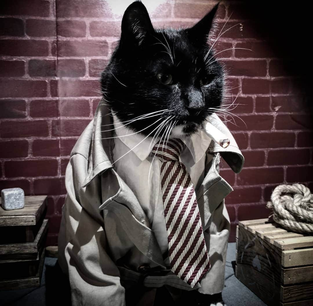 猫コスプレさんのインスタグラム写真 - (猫コスプレInstagram)「"Why... of all the alleyways in the city, did it just happen to have happened in mine?" #CatNoir #Blacksad . . . . . #noir #CatCosplay #CatDetective #detective #cosplay #trenchcoat #lighting #photography #catcostume」5月30日 6時43分 - cat_cosplay