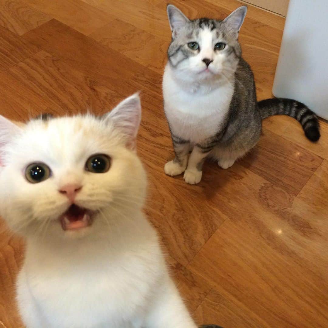 hanaのインスタグラム：「コテツは本当優しかった。 今日はコテツの写真をたくさん見返しました。 今はお姉ちゃんなハナちゃんだけど コテツがいる時は、ワガママな妹満喫してたな〜。 銀ちゃんはコテツが教えてくれたドアを開ける技、おおらかな性格を受け継いですくすく育ってます。 コテツー、銀ちゃんコスケがハナちゃんを追いかけ回して暴走してるよ😩  ハナちゃんに怒ったことなかったコテツ。 初めましてもシャーも言わなかった。 今も見守ってくれてるかなぁ？  #Selfie #cat #cats #catlover #cutecats #catsnap #catstagram #ilovemycat #adorble #ig_catclub #cats_of_instagram #kawaii #kawaii_cat #meowbox #bestmeow #fluffy #funnycritters  #ねこ #ねこ部 #ネコ #猫 #スコティッシュフォールド #スコティッシュ #ふわもこ #ふわもこ部 #サバトラ」