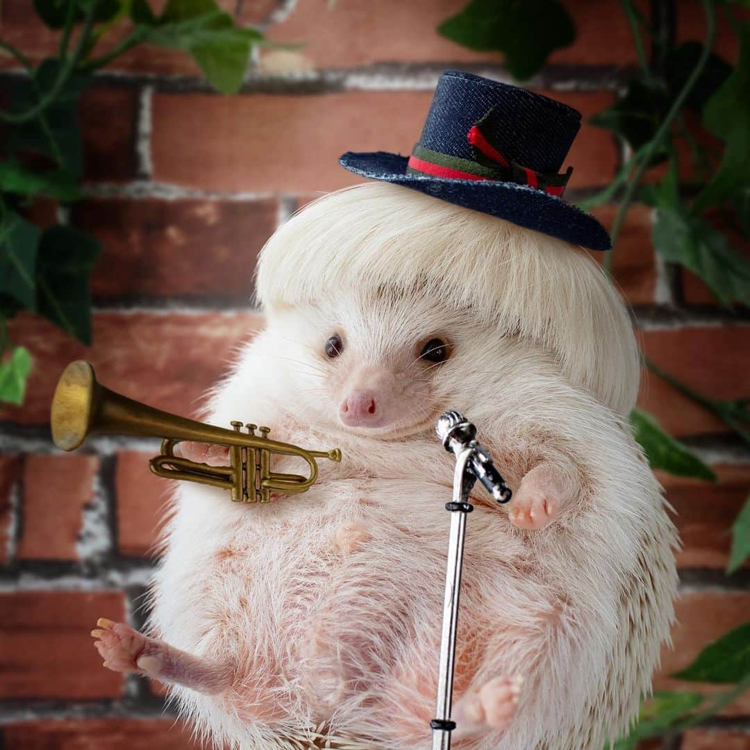 ダーシーさんのインスタグラム写真 - (ダーシーInstagram)「Trumpeter🦔🎩🎺✨ ・ ・ ・ トランペットも吹けるよ🎺🎶✨ ハットは @ichigo_chiyoco さん😊🎩」5月29日 22時01分 - darcytheflyinghedgehog