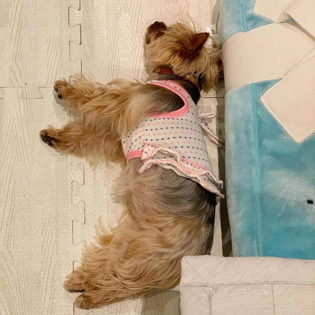 のインスタグラム：「💤 💤 💤  ㅤㅤㅤㅤㅤㅤㅤㅤㅤㅤㅤㅤㅤㅤㅤ ㅤㅤㅤㅤㅤㅤㅤㅤㅤㅤㅤㅤㅤㅤㅤ ずっと転がってるからお洋服を脱がすタイミングがない。豚さんじゃないよ、ヨーキーだよ。 #yorkie #ヨーキー #yorkshireterrier #ヨークシャテリア」