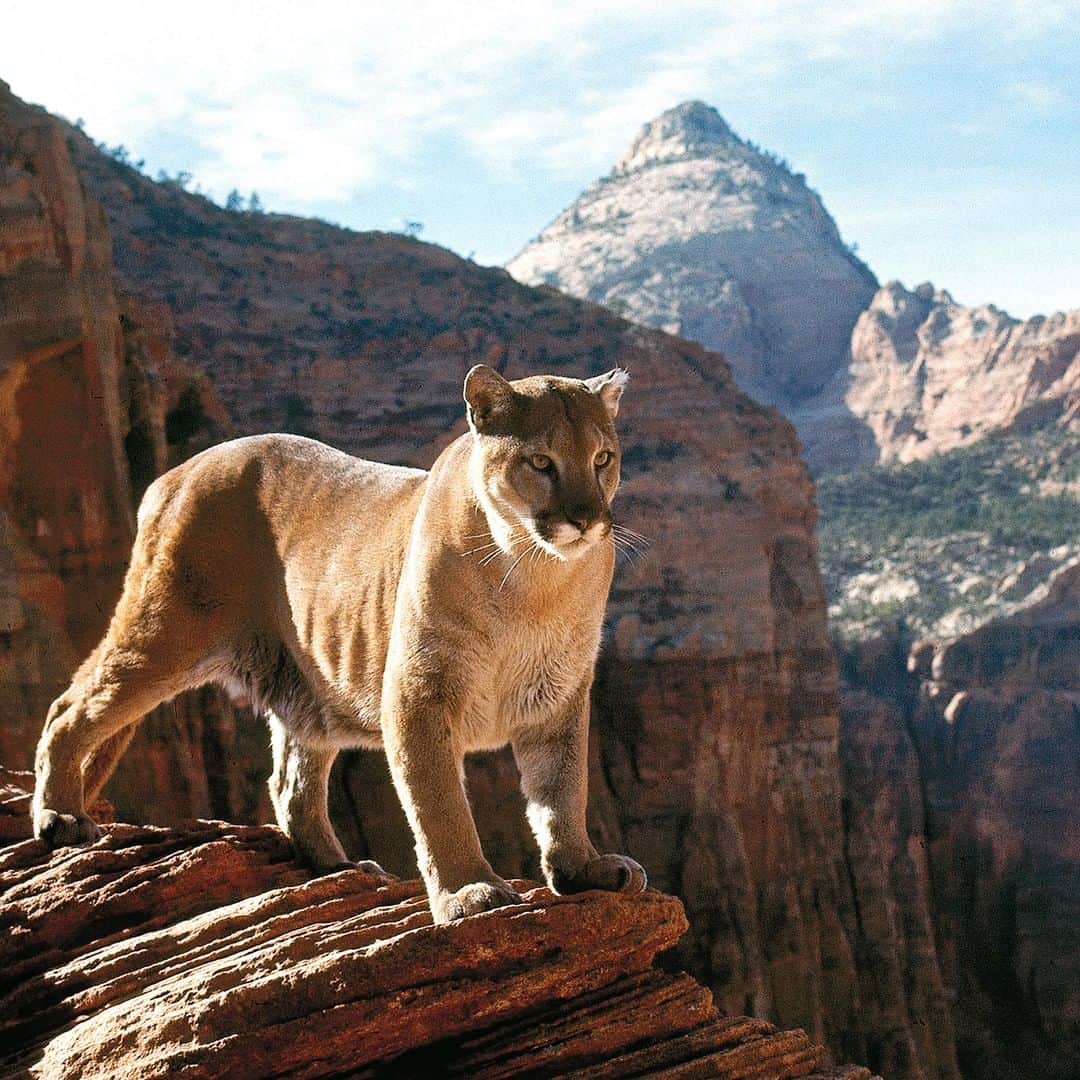 lifeさんのインスタグラム写真 - (lifeInstagram)「From the "Threatened America" section of the March 13, 1970 issue of LIFE - "LET US NOW PRAISE MOUNTAIN LIONS." Pictured here is a male mountain lion in Utah's Zion National Park that was featured in the story. (Ralph Crane—The LIFE Picture Collection/Getty Images) #wildLIFEwednesday #mountainlions #catsofinstagram」5月29日 22時21分 - life