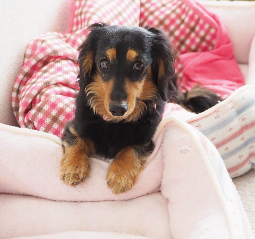 Sora Momoさんのインスタグラム写真 - (Sora MomoInstagram)「そらを待ってるもも🐶🐾 ☺︎ 追いかけっこしてたのに そらどこ行っちゃったのかなぁ おかあさん知ってる？ なんだかいい風が吹いて来て くんくんしてたら眠くなっちゃった😴 ☺︎ #追いかけっこしてたのに#そらが来ない#おとうさんに追いかけてって#寄り道#帰ってこない#もう待ちくたびれて#眠くなっちゃったよ #ダックス#ミニチュアダックス  #dachshund #miniaturedachshund」5月29日 22時29分 - teratera_sorapu_
