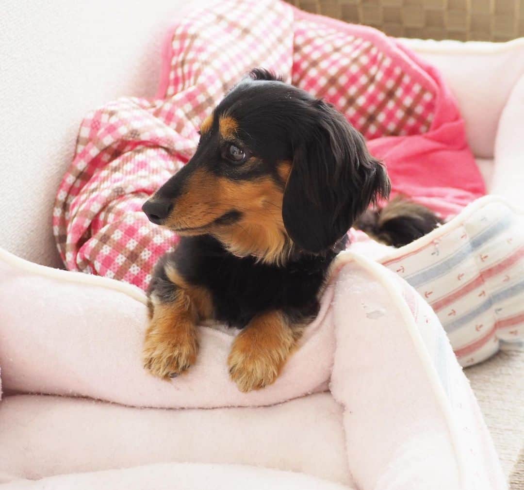 Sora Momoさんのインスタグラム写真 - (Sora MomoInstagram)「そらを待ってるもも🐶🐾 ☺︎ 追いかけっこしてたのに そらどこ行っちゃったのかなぁ おかあさん知ってる？ なんだかいい風が吹いて来て くんくんしてたら眠くなっちゃった😴 ☺︎ #追いかけっこしてたのに#そらが来ない#おとうさんに追いかけてって#寄り道#帰ってこない#もう待ちくたびれて#眠くなっちゃったよ #ダックス#ミニチュアダックス  #dachshund #miniaturedachshund」5月29日 22時29分 - teratera_sorapu_
