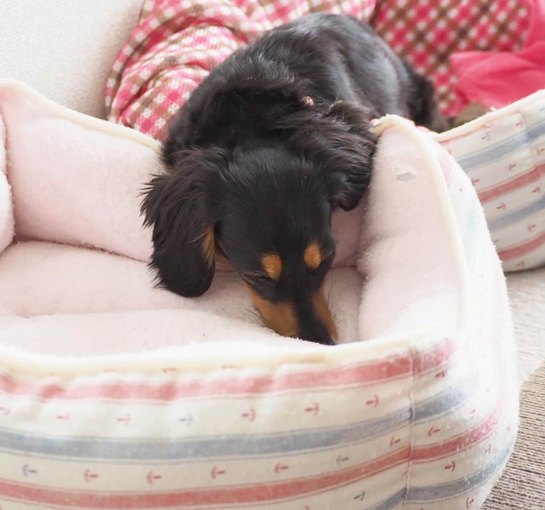 Sora Momoさんのインスタグラム写真 - (Sora MomoInstagram)「そらを待ってるもも🐶🐾 ☺︎ 追いかけっこしてたのに そらどこ行っちゃったのかなぁ おかあさん知ってる？ なんだかいい風が吹いて来て くんくんしてたら眠くなっちゃった😴 ☺︎ #追いかけっこしてたのに#そらが来ない#おとうさんに追いかけてって#寄り道#帰ってこない#もう待ちくたびれて#眠くなっちゃったよ #ダックス#ミニチュアダックス  #dachshund #miniaturedachshund」5月29日 22時29分 - teratera_sorapu_