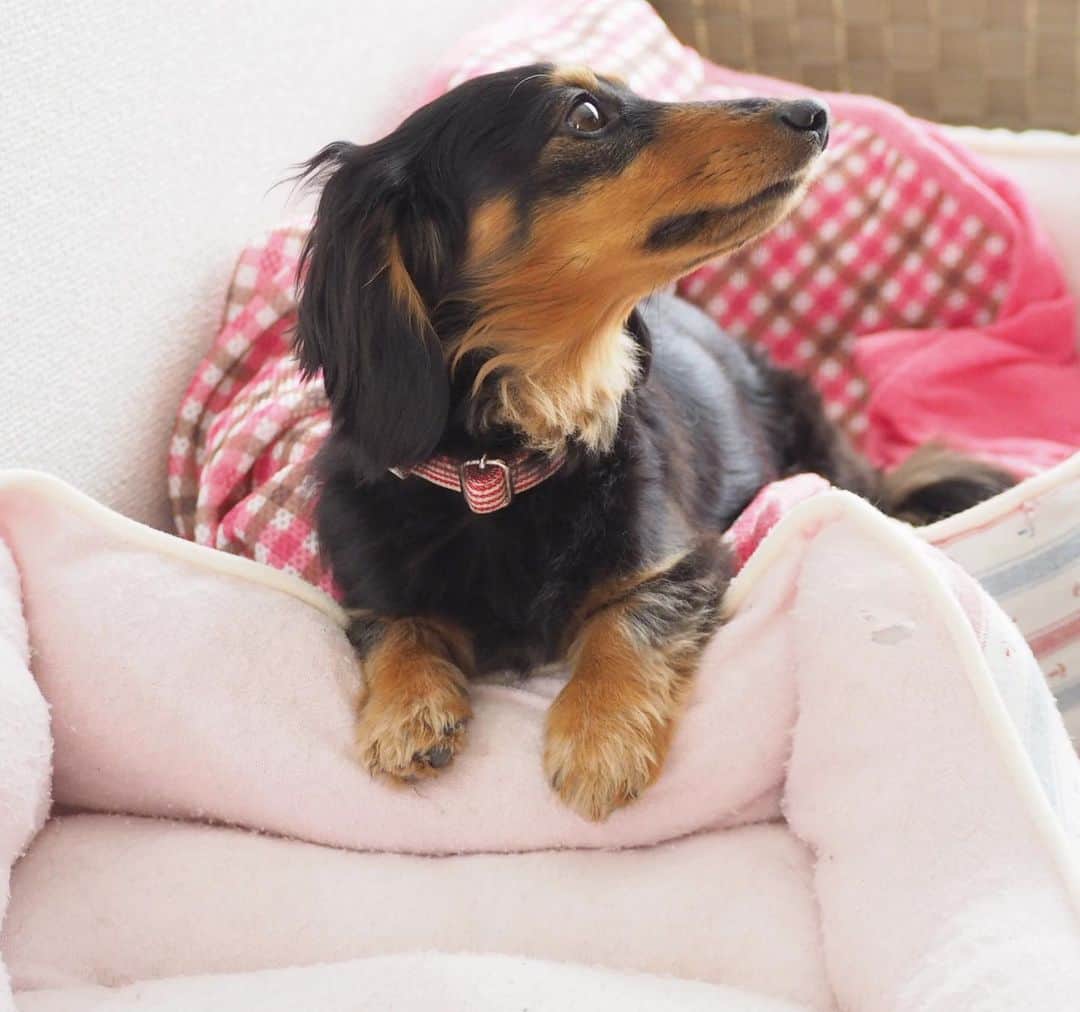 Sora Momoさんのインスタグラム写真 - (Sora MomoInstagram)「そらを待ってるもも🐶🐾 ☺︎ 追いかけっこしてたのに そらどこ行っちゃったのかなぁ おかあさん知ってる？ なんだかいい風が吹いて来て くんくんしてたら眠くなっちゃった😴 ☺︎ #追いかけっこしてたのに#そらが来ない#おとうさんに追いかけてって#寄り道#帰ってこない#もう待ちくたびれて#眠くなっちゃったよ #ダックス#ミニチュアダックス  #dachshund #miniaturedachshund」5月29日 22時29分 - teratera_sorapu_