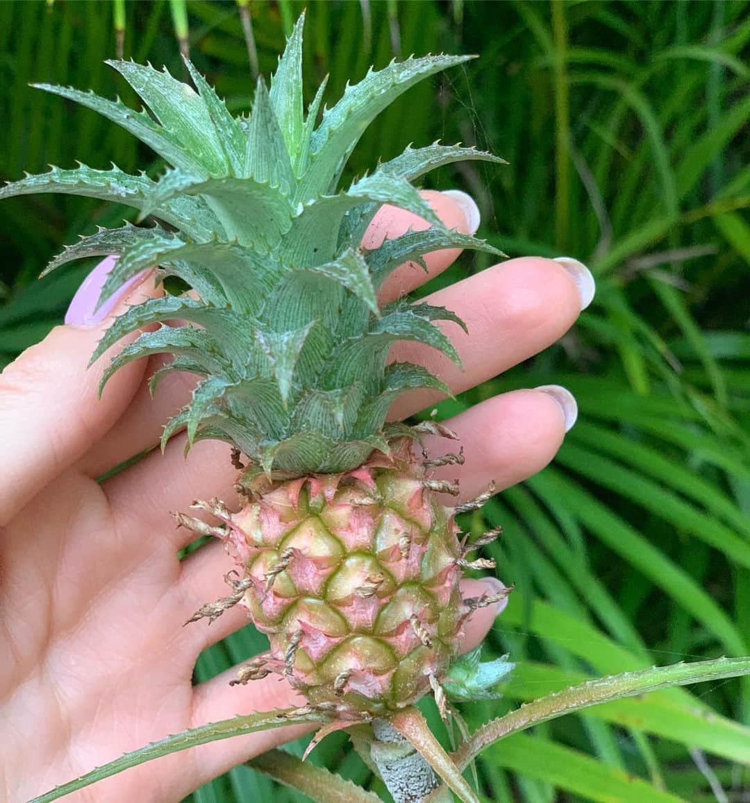 ヴラダ・ロスリャコヴァのインスタグラム：「Pineapple picking.」