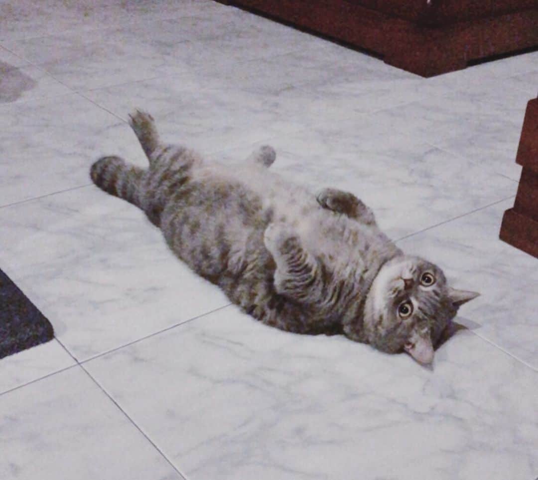 Pancakeのインスタグラム：「😳🙃what did he see?? 🤔🧐 #cats  #catstagram #catsoninstagram #catsofinstagram #catoftheday #kittygram #kittensoninstagram #kittensofinstagram #sgcats #pets #petlovers #pancake #petstagram #instagramcats #munchkincats #neko #ねこ #マンチカン」