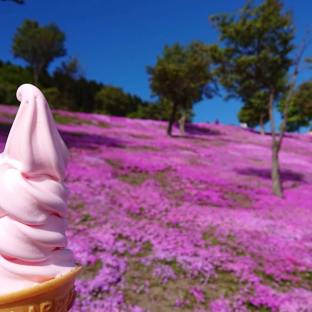 大慈弥レイさんのインスタグラム写真 - (大慈弥レイInstagram)「ちょうど去年の今ごろ、北海道で見た景色👀 1日で欲張ってしまったので 往復600キロ(東京大阪間以上)のローーーングドライブ でしたが、振り返ってみてもやっぱり素敵です。  #北海道#ドライブ#滝川#滝上#上湧別#芝桜#菜の花#チューリップ#北海道ラボ#japan#Hokkaido#photography#flower#camera#drive」5月29日 22時49分 - rei_ojimi