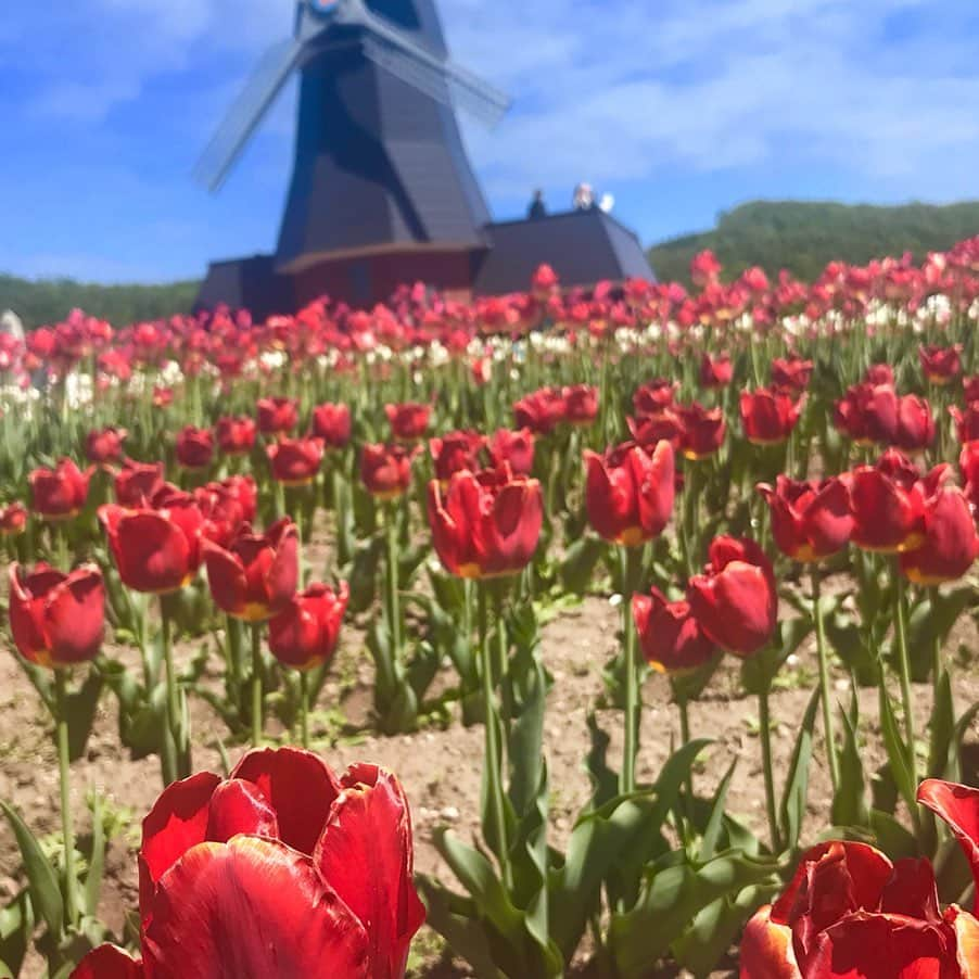 大慈弥レイさんのインスタグラム写真 - (大慈弥レイInstagram)「ちょうど去年の今ごろ、北海道で見た景色👀 1日で欲張ってしまったので 往復600キロ(東京大阪間以上)のローーーングドライブ でしたが、振り返ってみてもやっぱり素敵です。  #北海道#ドライブ#滝川#滝上#上湧別#芝桜#菜の花#チューリップ#北海道ラボ#japan#Hokkaido#photography#flower#camera#drive」5月29日 22時49分 - rei_ojimi