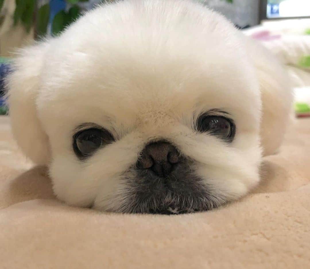 こなつのインスタグラム：「ぐっともふもふnight🐶❤️💫」