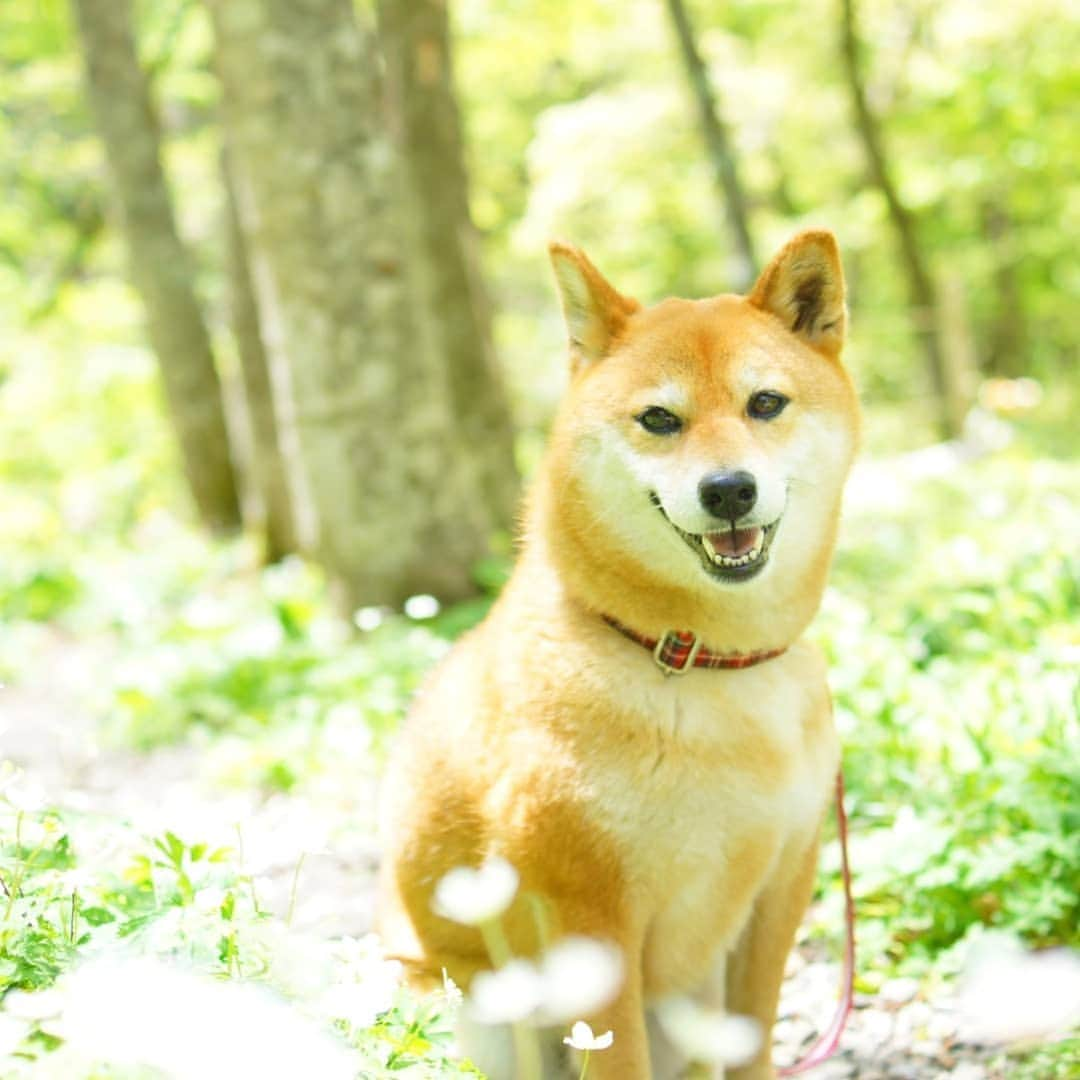 柴犬 ゆりのインスタグラム