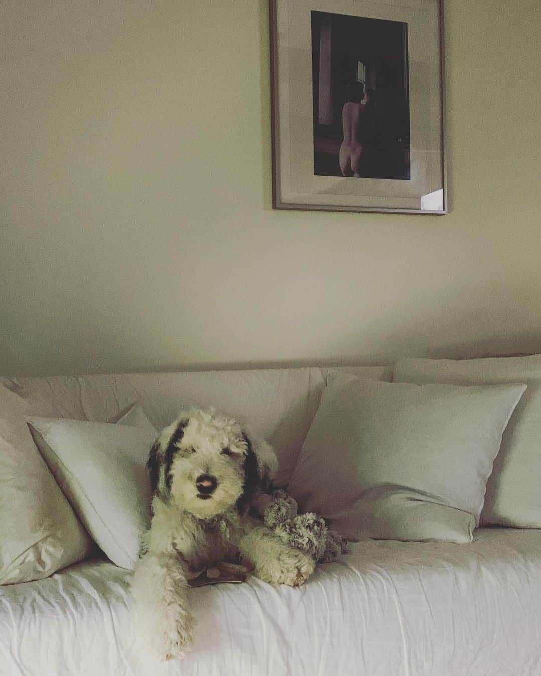 ジェニファー・エスポジートさんのインスタグラム写真 - (ジェニファー・エスポジートInstagram)「Gus in grey tones. “You want me to get off the couch? You’re hilarious mom”  #instagrammodel #fineart #idontlisten I’m that handsome #sheepadoodle #furbaby」5月29日 23時12分 - jesposito