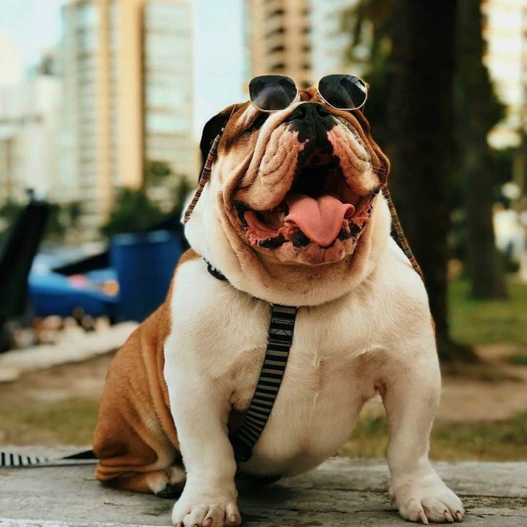Bodhi & Butters & Bubbahさんのインスタグラム写真 - (Bodhi & Butters & BubbahInstagram)「Grateful that everyday I have the chance to make you SMILE 😊 . . . . . #iloveyou #seriously #yes #you #bestoftheday #smile #dogsofinstagram #bulldog #life #grateful #blessed @jorge_thebulldog」5月29日 23時13分 - keonistuff