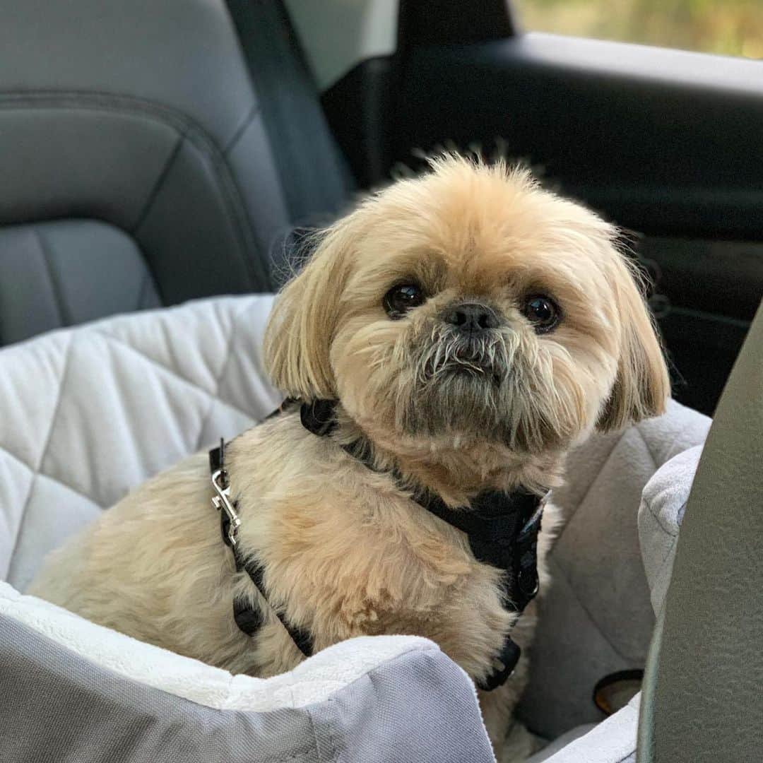 Dougie the Shih Tzuさんのインスタグラム写真 - (Dougie the Shih TzuInstagram)「Precious cargo.」5月29日 23時30分 - dailydougie