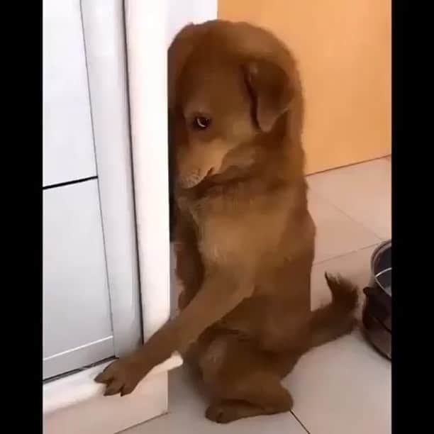 ダリ のインスタグラム：「힝넘기여워😍😂 주인님, 함봐줘요~^^ ㅎㅎ」