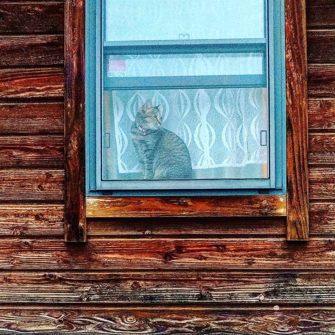 高口里純さんのインスタグラム写真 - (高口里純Instagram)「窓辺のカムさん😼  #猫#ねこすたぐらむ #にゃんすたぐらむ #キジトラ#窓辺の猫#事務所にて  #cat#kitty#pet#office」5月29日 23時46分 - takaguchijay