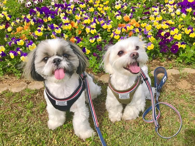 大野愛友佳さんのインスタグラム写真 - (大野愛友佳Instagram)「あのね . . 最近ポジティブ現実主義な私でもマイナス志向になりそうになったんだ。 . . そりゃいいことばっかりじゃないからさ、自分を責めたりこうすればよかったとかあるんだろうけど、私は生きてきたことで後悔したことないし、それは小学生から働き続けてる中で、理不尽なことも倒れたこともあったけどでもそれでも全部が本当に経験なんだよね。自分に合った基準ができて、ものさしができるというか。 それに普通という概念にとらわれないことも、新たな眠ってることがあるって全て感じるからだとは思う。 でもね。 それでも、え...？？。。って思ったりこんなことってあるんだなっていう崖から笑顔で落とされるような感覚、そういうことってあるんだよ。 きっとある人はあると思う。 . でもやっぱり今自分は倒れてなければそれなりに普通に生きてるし、 そんな時に、普段側にいた、気分で当たるような？いてもいなくても変わらないような？そんな人こそが、 「がんばってね」じゃなくて「がんばろうね」って言ってくれる。 . なんとなく自然にいたその周りにこんなにも支えられてるって実感して自然な涙と共に洗い流されるそんな感覚、これをひさしぶりに味わい、プラスにとらえられるという無限なパワーを思い出しました。不思議なんだよね。 なんかこう、同じ出来事なのにこんなにも考え方って違うのかっていう。 きっと1人だったらそんなふうに考えられない、そのプラスにするパワーを吸収して返してくれてるかんじ。 小さな言葉と言葉じゃない信頼関係にたくさんの涙が溢れました。 . 大切な人を理解しようとする力、毎日の小さな積み重ねでしか得られない信頼関係、それでも壊れてしまうもの、それを立て直そうと思う強い気持ち。それが愛情で。 . 自分のためでなく相手のために怒ること、褒めること。 . . その信頼関係が目に見えるのはみんなはきっと家族なのかな？ ぷーとぱるにも きっとあるのかな...と。この写真をチョイス。笑 . たいせつなたいせつな未来を。 . 一生を返して笑顔でいてほしい、特別なことはできないけれど、一生を返して感謝したいそんな人をたいせつに。 . そしてまた感謝して次の一歩へ。 きっとまた優しくなれるんだよね . #おさんぽ #愛犬 #マルチーズ #シーズー #私もいつでも笑ってるわけではありません 笑」5月29日 23時52分 - ohnoayuka