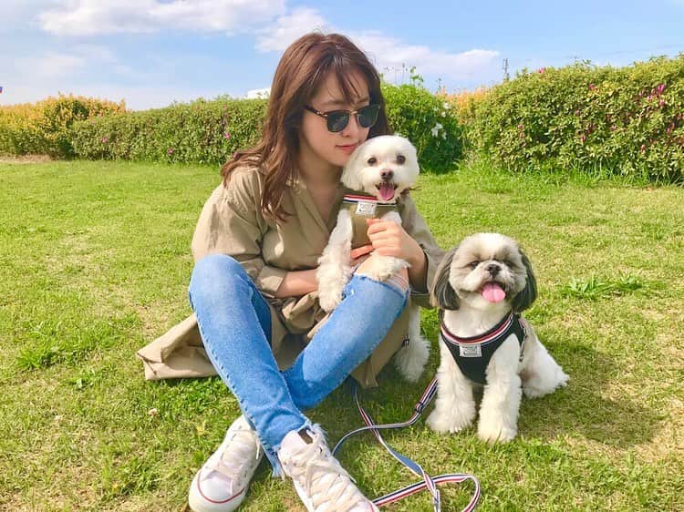 のインスタグラム：「あのね . . 最近ポジティブ現実主義な私でもマイナス志向になりそうになったんだ。 . . そりゃいいことばっかりじゃないからさ、自分を責めたりこうすればよかったとかあるんだろうけど、私は生きてきたことで後悔したことないし、それは小学生から働き続けてる中で、理不尽なことも倒れたこともあったけどでもそれでも全部が本当に経験なんだよね。自分に合った基準ができて、ものさしができるというか。 それに普通という概念にとらわれないことも、新たな眠ってることがあるって全て感じるからだとは思う。 でもね。 それでも、え...？？。。って思ったりこんなことってあるんだなっていう崖から笑顔で落とされるような感覚、そういうことってあるんだよ。 きっとある人はあると思う。 . でもやっぱり今自分は倒れてなければそれなりに普通に生きてるし、 そんな時に、普段側にいた、気分で当たるような？いてもいなくても変わらないような？そんな人こそが、 「がんばってね」じゃなくて「がんばろうね」って言ってくれる。 . なんとなく自然にいたその周りにこんなにも支えられてるって実感して自然な涙と共に洗い流されるそんな感覚、これをひさしぶりに味わい、プラスにとらえられるという無限なパワーを思い出しました。不思議なんだよね。 なんかこう、同じ出来事なのにこんなにも考え方って違うのかっていう。 きっと1人だったらそんなふうに考えられない、そのプラスにするパワーを吸収して返してくれてるかんじ。 小さな言葉と言葉じゃない信頼関係にたくさんの涙が溢れました。 . 大切な人を理解しようとする力、毎日の小さな積み重ねでしか得られない信頼関係、それでも壊れてしまうもの、それを立て直そうと思う強い気持ち。それが愛情で。 . 自分のためでなく相手のために怒ること、褒めること。 . . その信頼関係が目に見えるのはみんなはきっと家族なのかな？ ぷーとぱるにも きっとあるのかな...と。この写真をチョイス。笑 . たいせつなたいせつな未来を。 . 一生を返して笑顔でいてほしい、特別なことはできないけれど、一生を返して感謝したいそんな人をたいせつに。 . そしてまた感謝して次の一歩へ。 きっとまた優しくなれるんだよね . #おさんぽ #愛犬 #マルチーズ #シーズー #私もいつでも笑ってるわけではありません 笑」