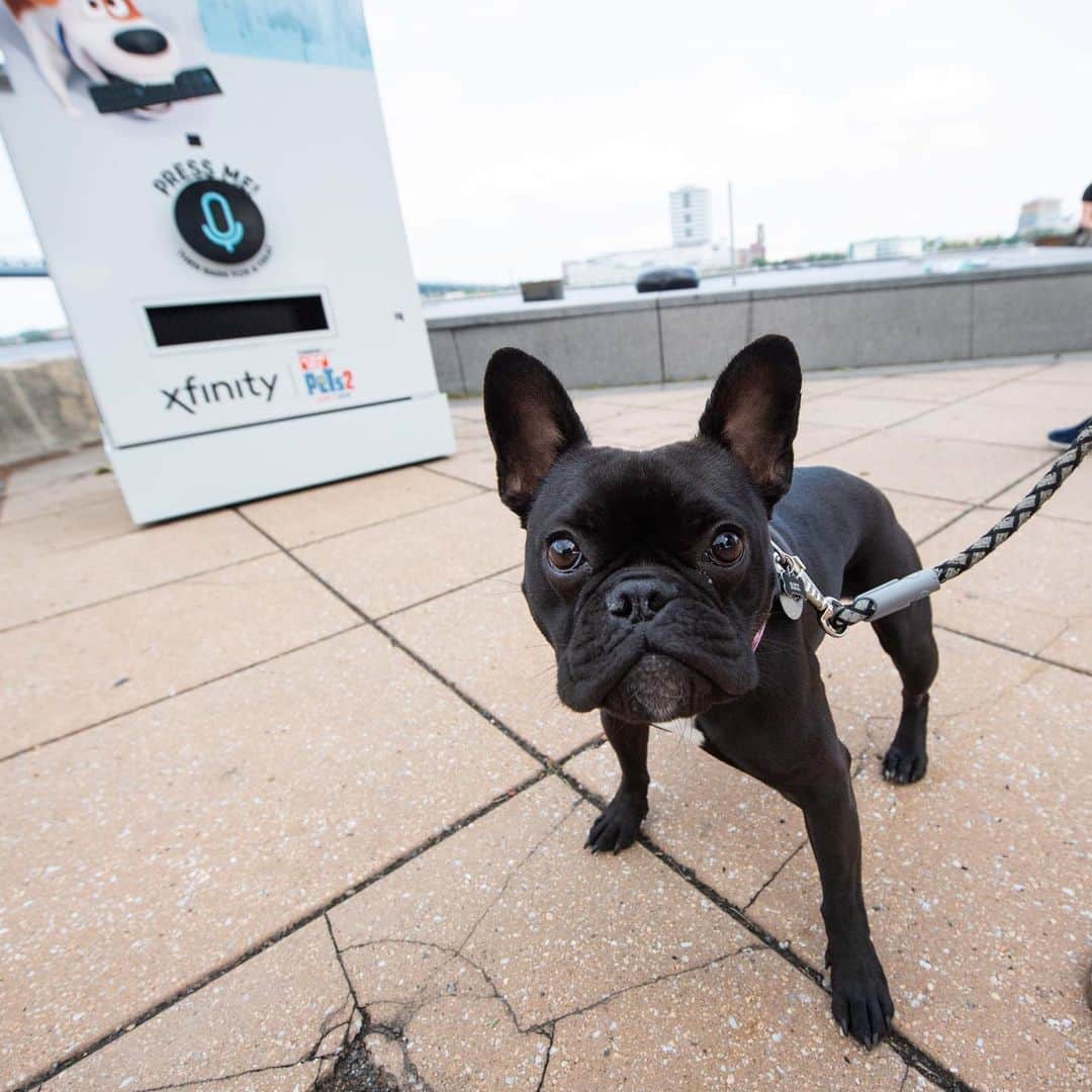 The Dogistさんのインスタグラム写真 - (The DogistInstagram)「PHILADELPHIA: Huge thank you to everyone who came out to Penn’s Landing yesterday to hang out with me and @KeepingFinn, and try out the @Xfinity #XfinityBarkMachine! It was a huge, drooling success!  Since it’s our last day in Philly, we will be doing ONE MORE MEETUP THIS AFTERNOON. Please join us from 2-4pm at The Schuylkill River Dog Park (300 S 25th St, Philadelphia). We look forward to seeing you there! #ad」5月29日 23時56分 - thedogist