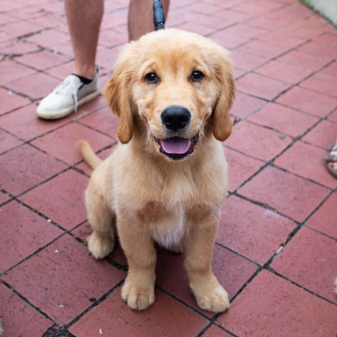 The Dogistさんのインスタグラム写真 - (The DogistInstagram)「PHILADELPHIA: Huge thank you to everyone who came out to Penn’s Landing yesterday to hang out with me and @KeepingFinn, and try out the @Xfinity #XfinityBarkMachine! It was a huge, drooling success!  Since it’s our last day in Philly, we will be doing ONE MORE MEETUP THIS AFTERNOON. Please join us from 2-4pm at The Schuylkill River Dog Park (300 S 25th St, Philadelphia). We look forward to seeing you there! #ad」5月29日 23時56分 - thedogist