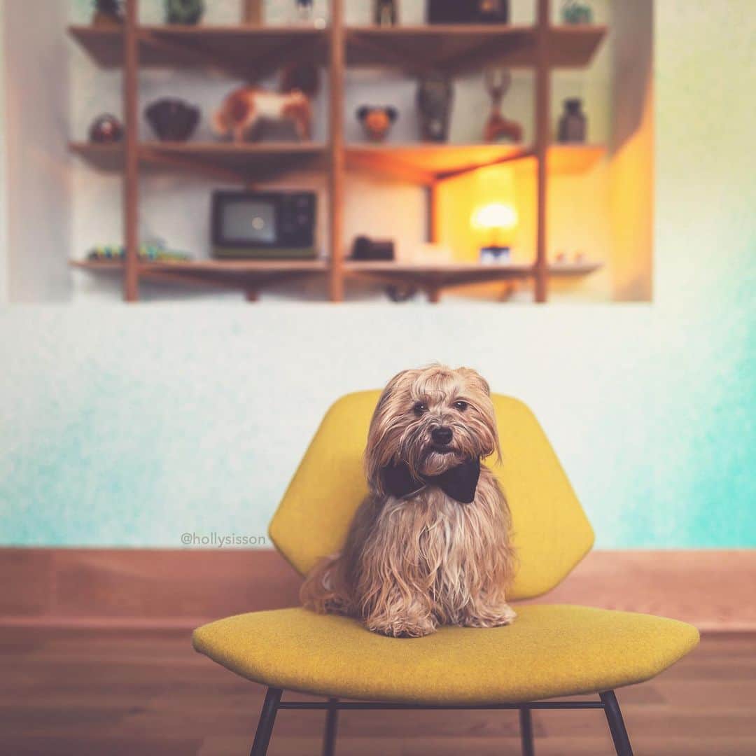 のインスタグラム：「Bow ties are cool! 😎🐶❤️ Oliver had a great time at the Drake Motor Inn! It’s such a cool property, see more photos from our stay there on @pitterpatterfurryfeet 👍 #Havanesedog #petphotography #dogvacation #drakemotorinn @thedrake ~ See more of Oliver, and Alice & Finnegan, on their pet account @pitterpatterfurryfeet ~ Canon 1D X MkII + 35 f1.4L II @ f1.8 (See my bio for full camera equipment information plus info on how I process my images. 😊)」