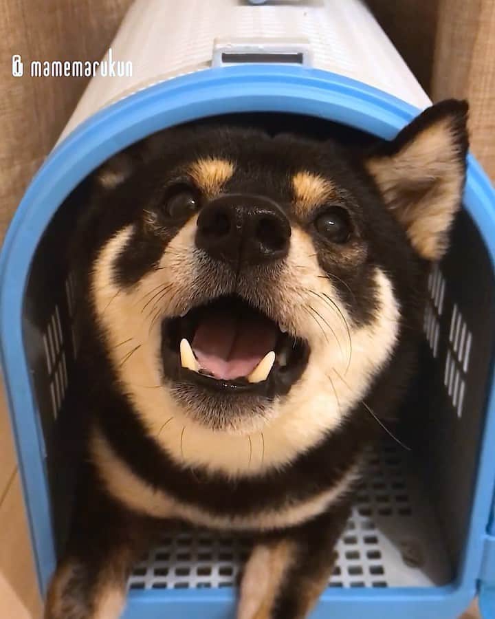 まめ丸のインスタグラム：「* * まだねたくなくて、べっそー🏠に たてこもるぼく🐶💓 #もっとあそびたいんだもん --------------------------------- 今月のおにくの日🍖でブログ更新したよ🐶 プロフィールのURLかストーリーからみてね🍀 * Good night🐶💓 --------------------------------- I updated my blog🐶💓 The URL is in my profile. Please visit it if you have time❣️ * #ぼくがおうちに来たときのキャリー🐶 #せまいけどおちつくよ💓 #まめ丸の別荘 🏠 * #柴犬#豆柴#柴#黒柴#黒豆柴#犬#日本犬#shiba#shibainu#shibastagram#shibadog#puppy#instadog#dogstagram#dog#instashiba#petstagram#pet#buzzfeedanimals#cute#cutedog#강아지#멍스타그램#weeklyfluff#dailyfluff#まめ丸反抗期」