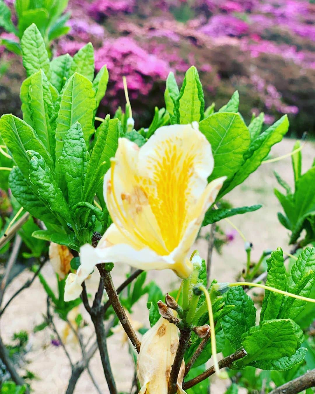 井口謙さんのインスタグラム写真 - (井口謙Instagram)「今週月曜日の今日感テレビでは、 大分県玖珠町の万年山(はねやま)に咲き誇るミヤマキリシマと、麓の慈恩の滝を紹介しました！ ． マリンメッセ福岡より広い4万平方メートルに渡って咲き誇る七色のミヤマキリシマ… そして裏に回ってみる滝の迫力… 圧巻。 落ち込んだ時とかに行きたい。笑 ． 今週末まではまだまだ見頃！ 家族で行くも、1人旅で行くもよし。 是非！！！ ． #ミヤマキリシマ #万年山 #慈恩の滝 #撮影に夢中になってたら #撮られてました #今日感テレビ #井口謙」5月30日 0時04分 - iguchi_ken_rkb