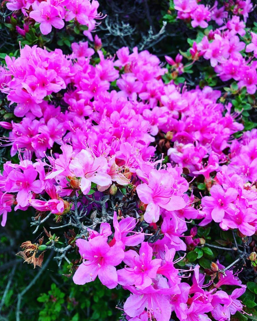井口謙さんのインスタグラム写真 - (井口謙Instagram)「今週月曜日の今日感テレビでは、 大分県玖珠町の万年山(はねやま)に咲き誇るミヤマキリシマと、麓の慈恩の滝を紹介しました！ ． マリンメッセ福岡より広い4万平方メートルに渡って咲き誇る七色のミヤマキリシマ… そして裏に回ってみる滝の迫力… 圧巻。 落ち込んだ時とかに行きたい。笑 ． 今週末まではまだまだ見頃！ 家族で行くも、1人旅で行くもよし。 是非！！！ ． #ミヤマキリシマ #万年山 #慈恩の滝 #撮影に夢中になってたら #撮られてました #今日感テレビ #井口謙」5月30日 0時04分 - iguchi_ken_rkb