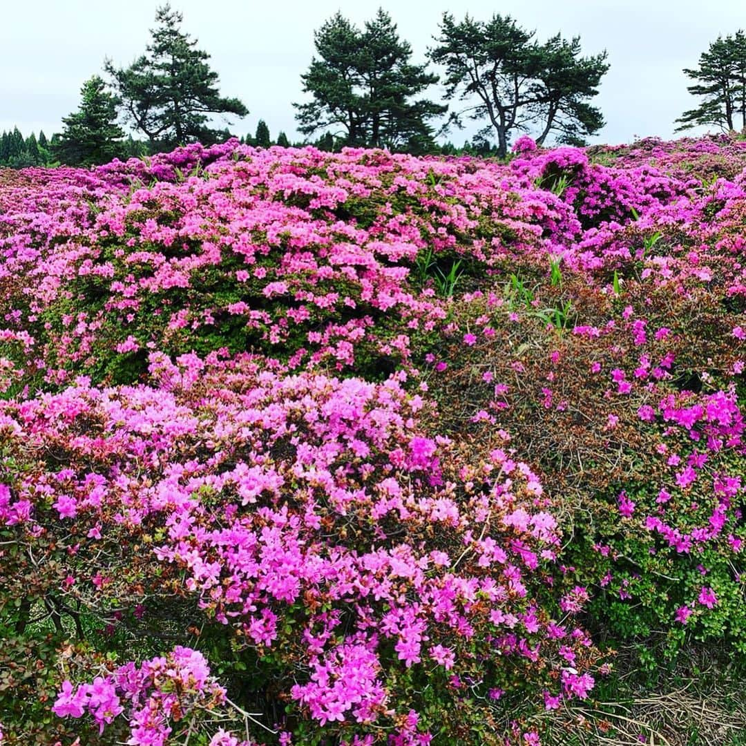 井口謙のインスタグラム：「今週月曜日の今日感テレビでは、 大分県玖珠町の万年山(はねやま)に咲き誇るミヤマキリシマと、麓の慈恩の滝を紹介しました！ ． マリンメッセ福岡より広い4万平方メートルに渡って咲き誇る七色のミヤマキリシマ… そして裏に回ってみる滝の迫力… 圧巻。 落ち込んだ時とかに行きたい。笑 ． 今週末まではまだまだ見頃！ 家族で行くも、1人旅で行くもよし。 是非！！！ ． #ミヤマキリシマ #万年山 #慈恩の滝 #撮影に夢中になってたら #撮られてました #今日感テレビ #井口謙」