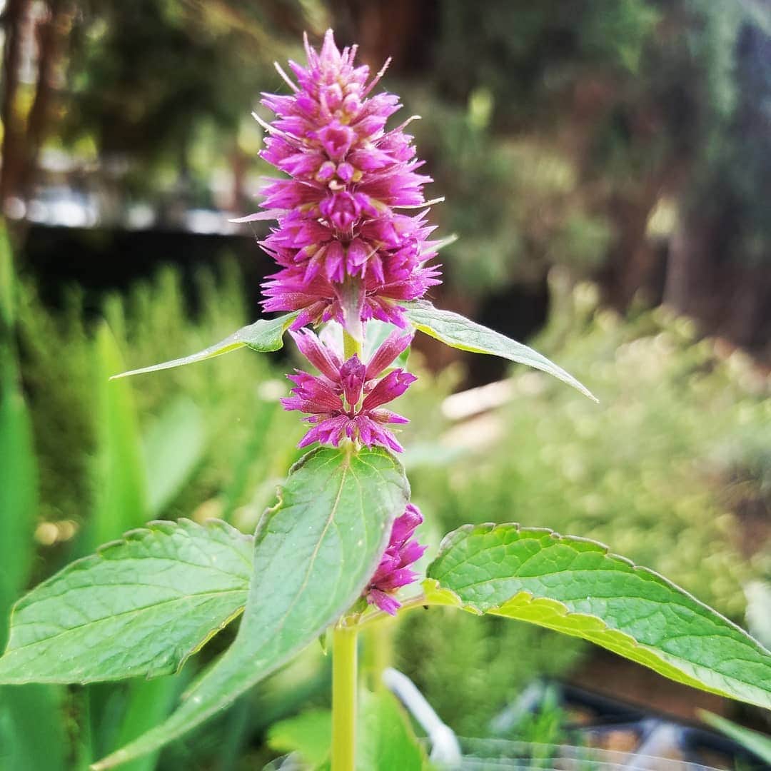 のインスタグラム：「#HUMMINGBIRDMINT IS ALIVE AND WELL #GASOLINEGARDEN #ILOVEGARDENS #GARDENSRULE #GARDENCHURCH #GARDENPARTY #GARDENMAGIC #AVANTGARDEN #GARDENS #GARDENGANGSTER #garden #gardenlife #GARDENER #gardentime #GARDENING #VEGETABLEGARDEN #FLOWERS #FLOWERPOWER #plants #CACTUS #SUCCULENTS #HUMMINGBIRDMINT #AYEARINFLOWERS  #shadowhills  #THANKYOU #BLUESTONEPERENNIALS」