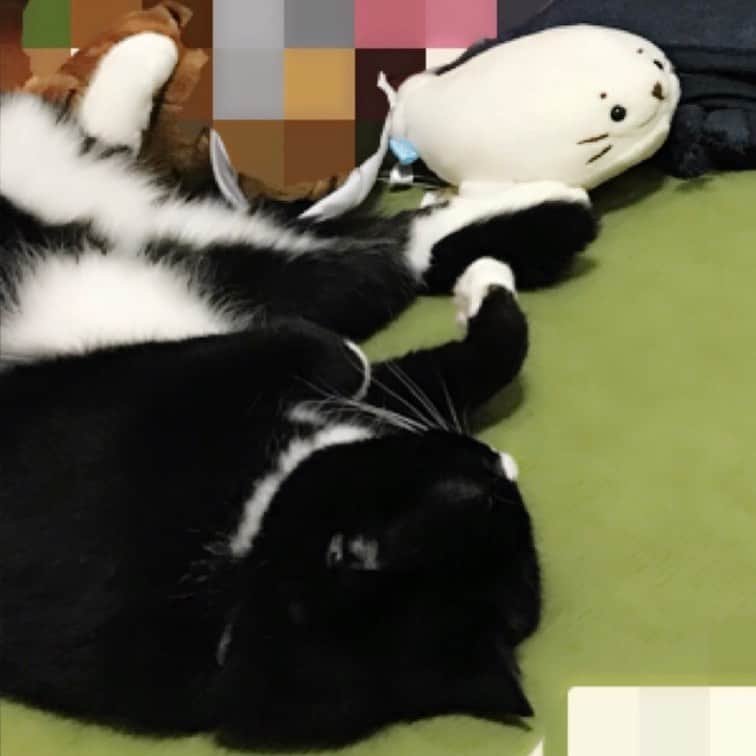 岩政久美子さんのインスタグラム写真 - (岩政久美子Instagram)「寝転んでワンオクを嗜む猫。 … ロックな見方だわ、流石私の娘！  #くつしたねこ #嗜む猫」5月30日 0時41分 - nyankoteacher10