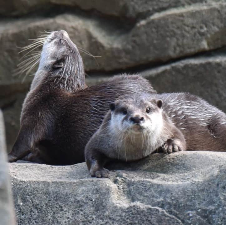 スミソニアン国立動物園さんのインスタグラム写真 - (スミソニアン国立動物園Instagram)「👂Let’s hear your best otter call in honor of #WorldOtterDay! Asian small-clawed otters have a vocabulary of 12+ different vocalizations that are used to contact, summon, greet or alert one another. Celebrate Otter Discovery Day from 10 a.m. to 1 p.m. at Asia Trail & American Trail!」5月30日 0時53分 - smithsonianzoo