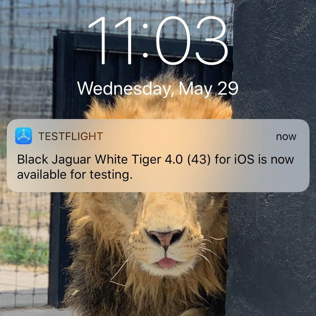 Black Jaguar-White Tiger さんのインスタグラム写真 - (Black Jaguar-White Tiger Instagram)「As soon as I’m feeling well...」5月30日 1時04分 - blackjaguarwhitetiger