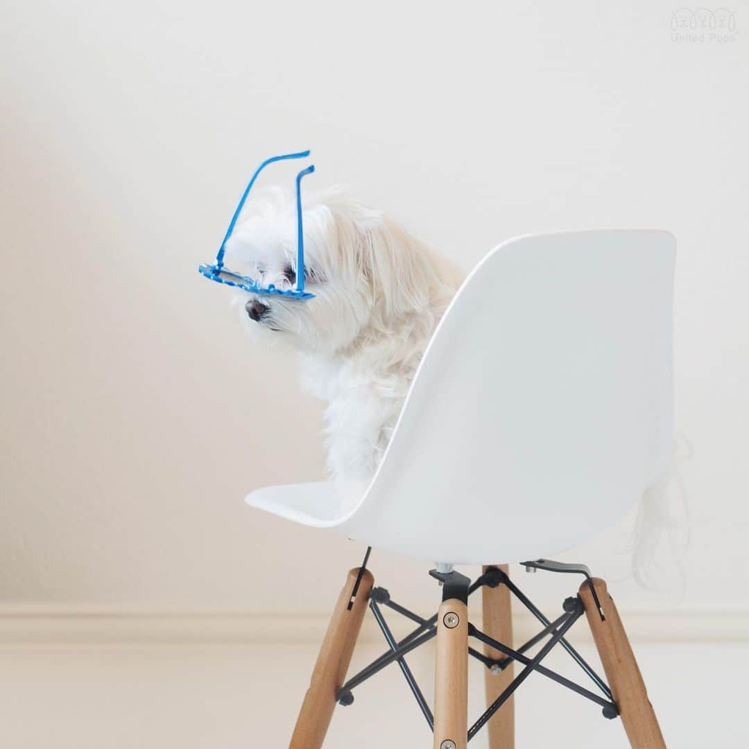 のインスタグラム：「Life is definitely a balancing act 😂 . ・・・・. #lifeis #lifeisabalance #balancing ##balancingact#quotestoliveby#dogsdoingthings#lifelessons#lifeisabalanceact#createahappylife#beyourownsunshine#bestquote#wednesdaymood#wednesdaywisdom#humpdayvibes#humpdaymood#thesehappysquares#dogsmakeeverythingbetter#dogsarelife #doginsta #dogstyler#dogstyle🐶 #dallastx  #dallasdogs #texasdog #dogslife#hiarod #arod#maltese #balance」