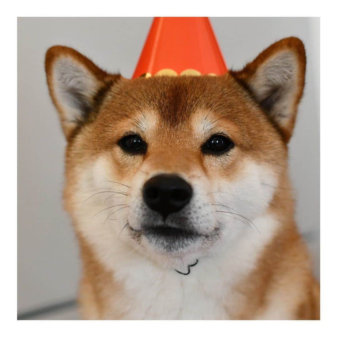 ?Fricko the Shiba Inu?のインスタグラム：「My dearest baby Koko is 6 years today❤️ 🥳 It feels like it’s only a few months ago we brought him home and watched him explore his new home, and today he’s already 6 years old🥺  Compare to Keaton that cuddly monster, Fricko is very independent, but whenever I feel down he’s always by my side to cheer me up ❤️Words can’t describe how much he mean to us, Happy birthday Koko❤️🥳❤️ Happy Birthday to Fricko’s brother as well!! 🐾 🐾 #FrickoandKeaton #🐶 #☀️ #shiba #shibainu #dog #柴犬 #赤柴 #黒柴  #adorable #shibalovers #shibaholics  #dogoftheday  #weeklyfluff #aww #dogstagram  #dogscorner #puppiesofinstagram #shibapuppy」