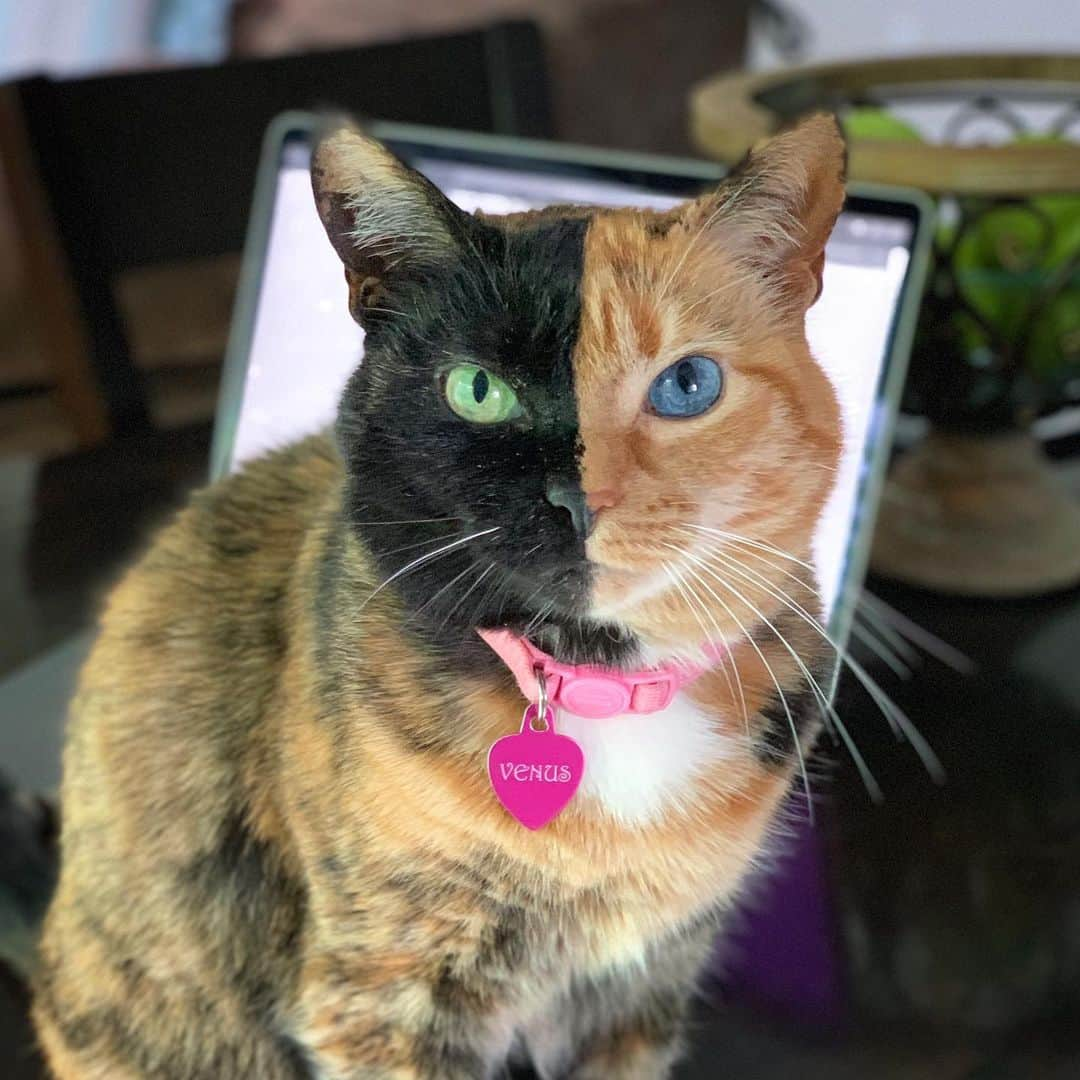 Venus Cat さんのインスタグラム写真 - (Venus Cat Instagram)「I encourage my Mom to take breaks every 5-10 minutes. She calls this interruption... The only thing I see interrupted is MY lap time when she does this work thing. How humans survive off less than 16-20 hours sleep I’ll never understand! 😹 #catlife #sorrynotsorry #spoiled」5月30日 1時37分 - venustwofacecat