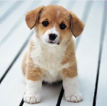 Baby Animalsさんのインスタグラム写真 - (Baby AnimalsInstagram)「Tag someone as cute as this puppy 🐶😍」5月30日 2時40分 - thebabyanimals