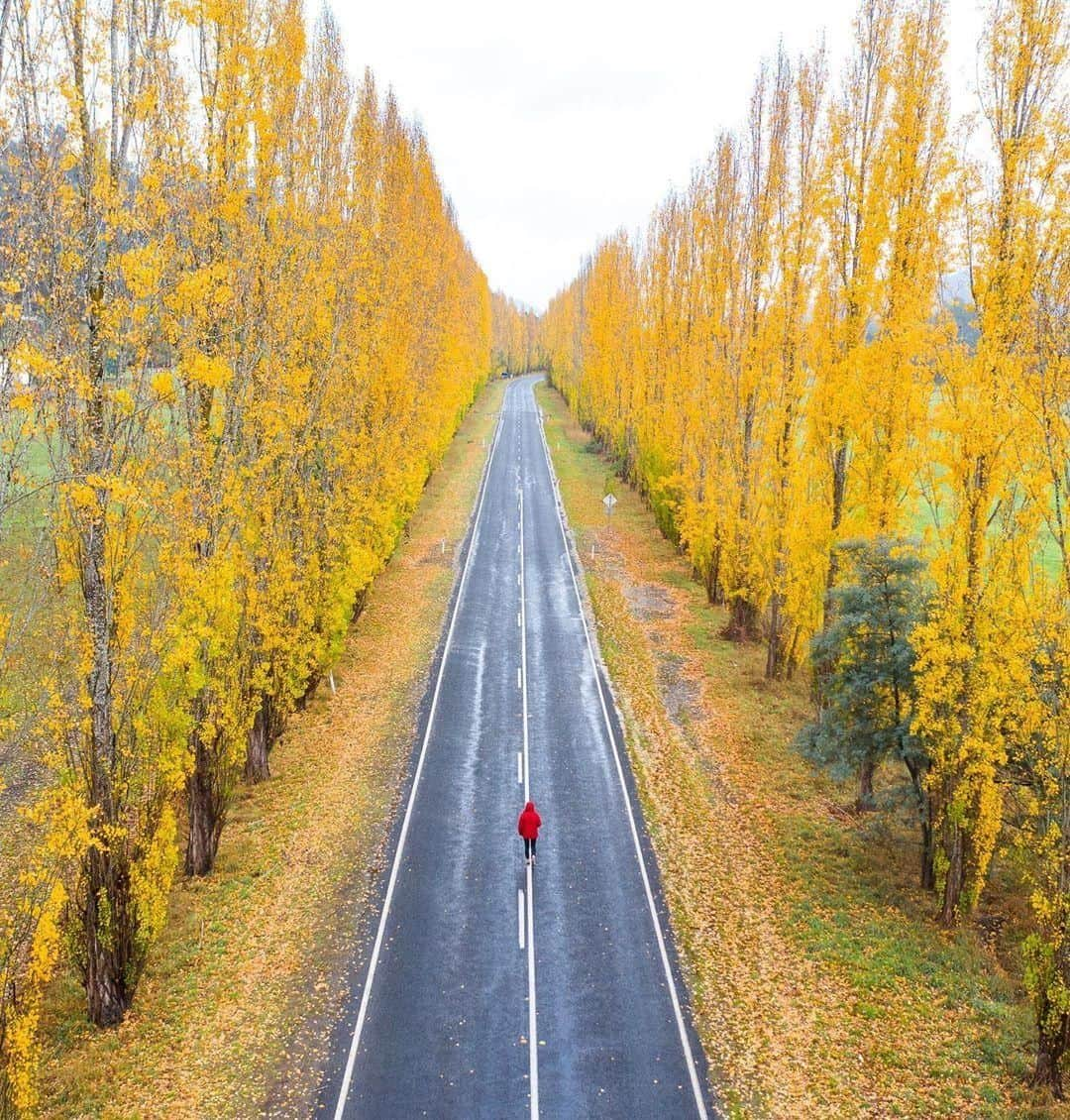 Australiaさんのインスタグラム写真 - (AustraliaInstagram)「@visityarravalley_official is looking gloriously golden right now. 🍂💛 According to @averyaerial_photography, “the road to #Buxton is poplar bliss at the moment. Towers of #autumn- toned poplars shine like beacons, giving epic colour to a usual green countryside,” which explains this picturesque scene. It takes around two hours to drive to this area from @visitmelbourne, and you can go via the scenic #BlackSpurDrive that connects the mountainous areas around #Marysville to lush forest landscapes like this. TIP: Pack a picnic and make a stop at the base of the #BlackSpur to really take in your surroundings.  #seeaustralia #visitvictoria #YarraValley #travel #explore #wanderlust」5月30日 4時00分 - australia