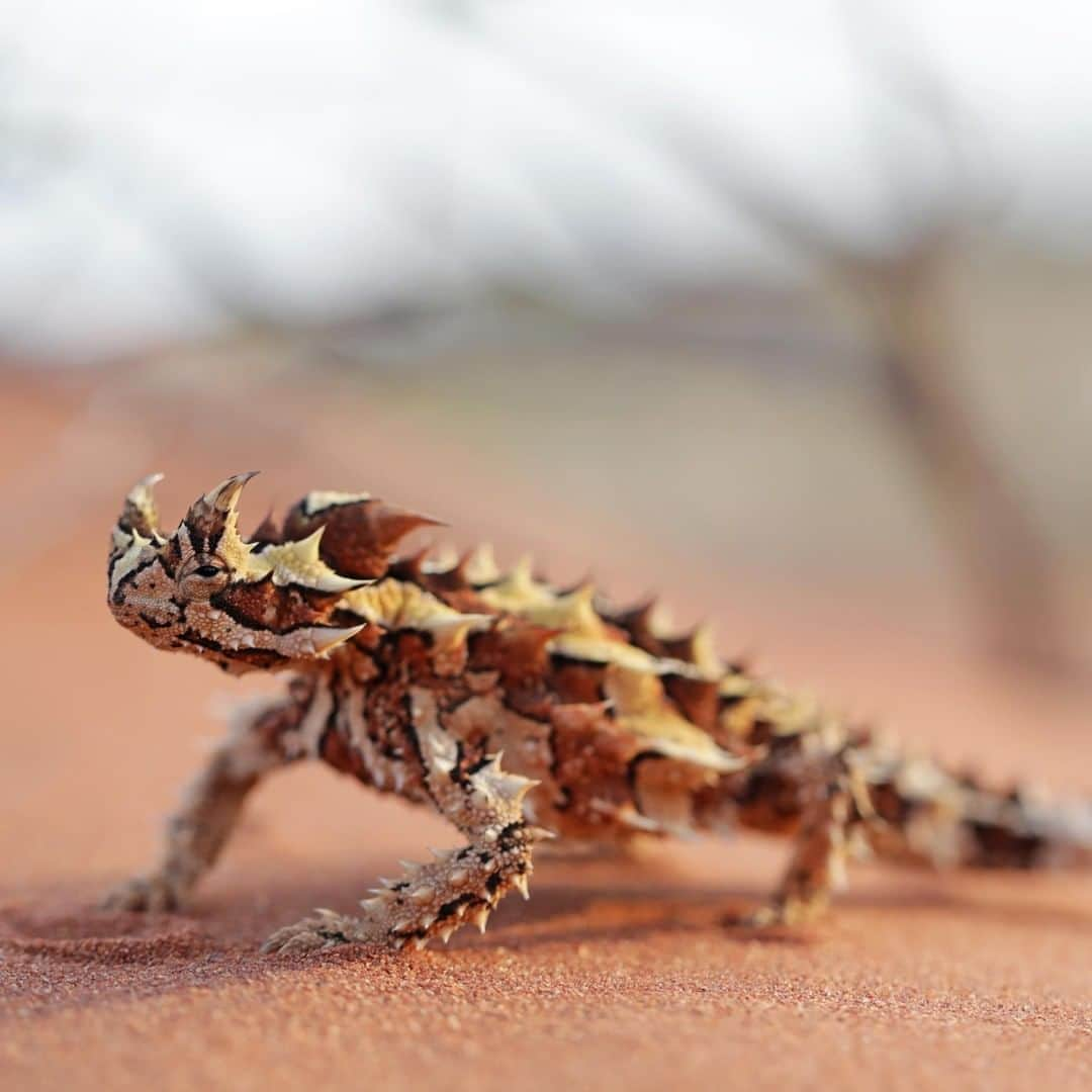 アニマルプラネットさんのインスタグラム写真 - (アニマルプラネットInstagram)「Australian thorny devils have a hump that looks like a fake head. Need we say more? 📸: @mario_aldecoa, @bravewilderness . . . . . #animalsofinstagram #animalplanet #animaloftheday #wild #wildlife #outdoors #animals #wildanimals #conservation #nature #animallovers #instanature #wildgeography #coyotebrave #coyotepeterson #lizard #thornydevil」5月30日 4時00分 - animalplanet