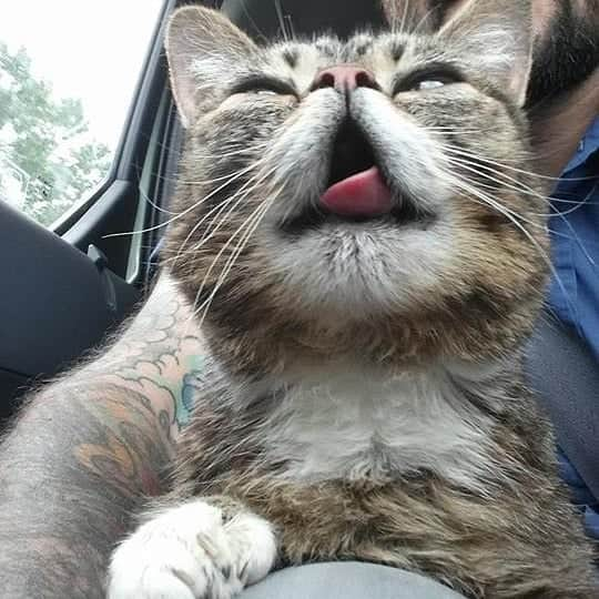 Lil BUBさんのインスタグラム写真 - (Lil BUBInstagram)「The cutest BUB. #yes #lilbub #iamlilbub #bilbobubbins」5月30日 4時00分 - iamlilbub