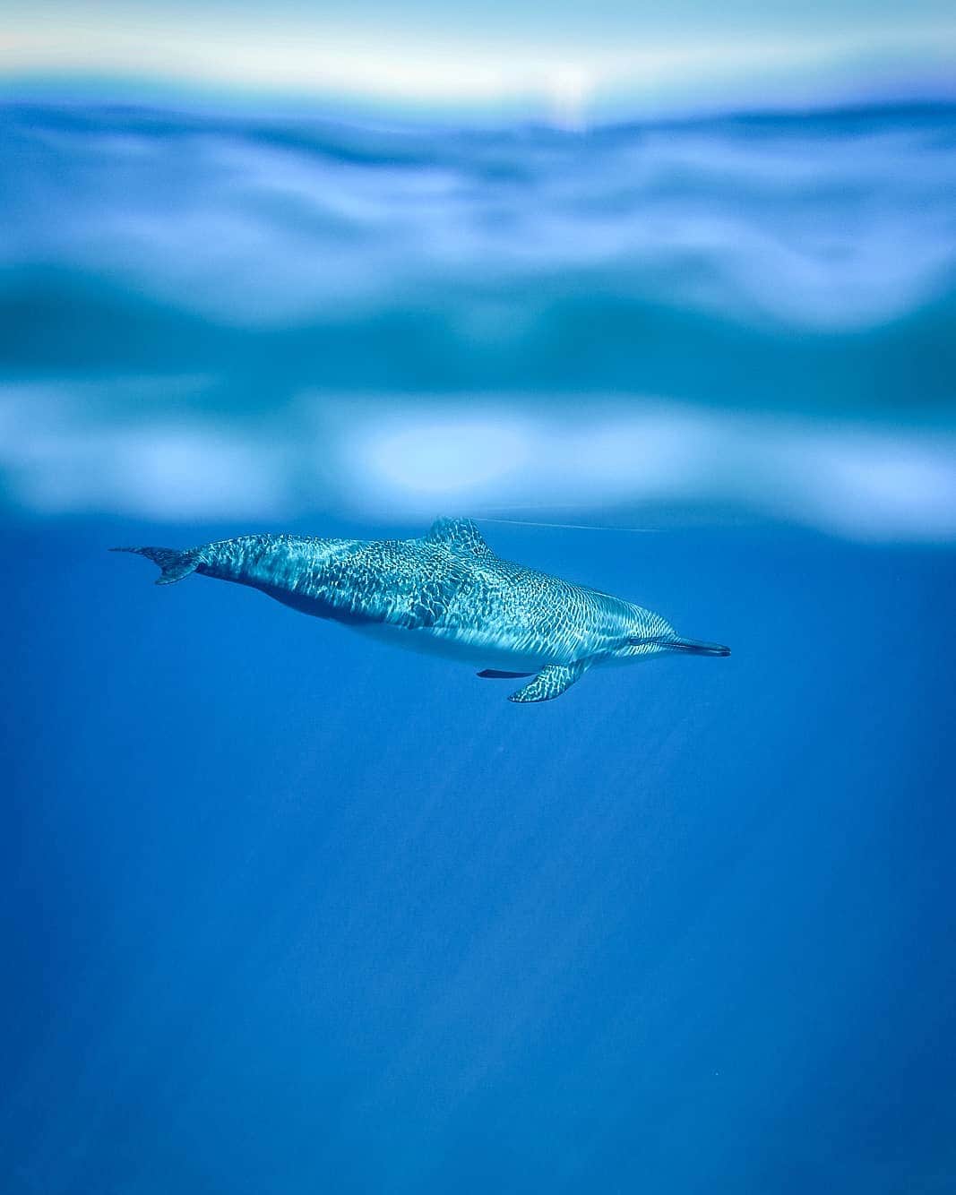 And Youさんのインスタグラム写真 - (And YouInstagram)「Captivating intellect with so much to think about, an enduring and wide open capacity for wisdom. . . . . . . . . #hawaiivacation #dolphins #welivetoexplore #oceanlife #sealife #hawaii #oahutours#unrealhawaii #welovedolphins」5月30日 4時36分 - dolphinsandyou